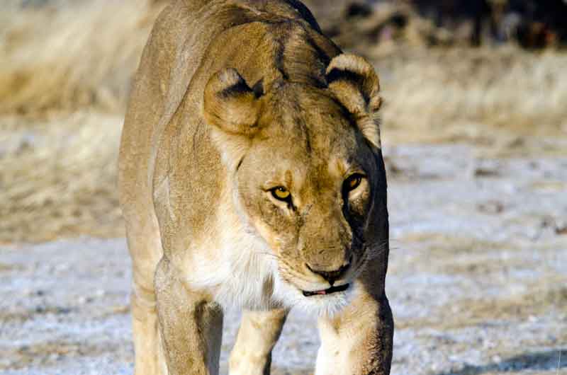81 - Namibia - leones comiendo - parque nacional de Etosha
